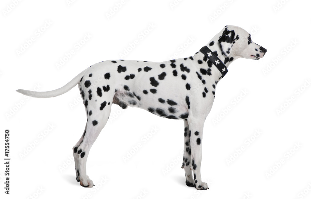 Dalmatian, 2 years old, standing in front of white background