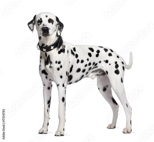 Dalmatian, 2 years old, standing in front of white background © Eric Isselée