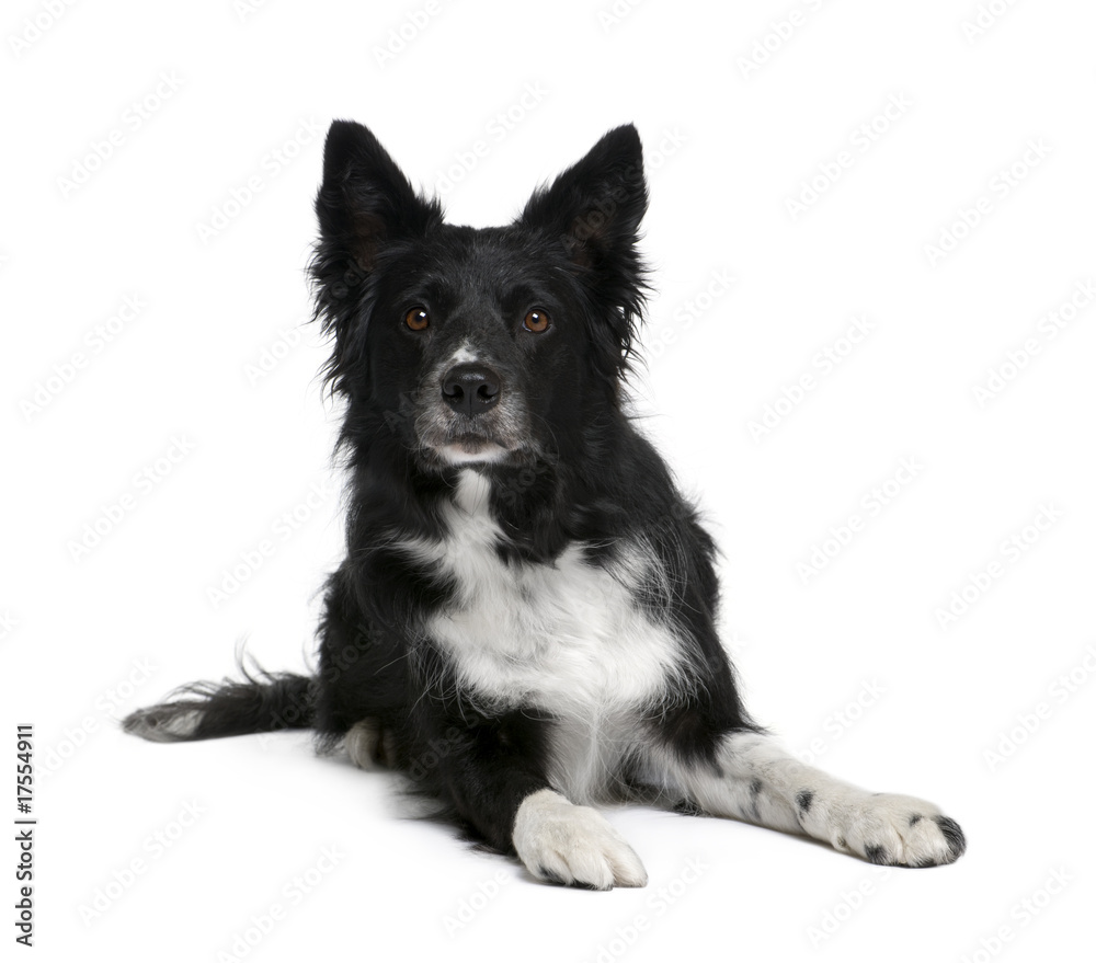 Border Collie, 6 years old, sitting in front of white background Border Collie, 6 years old, sitting in front of white background