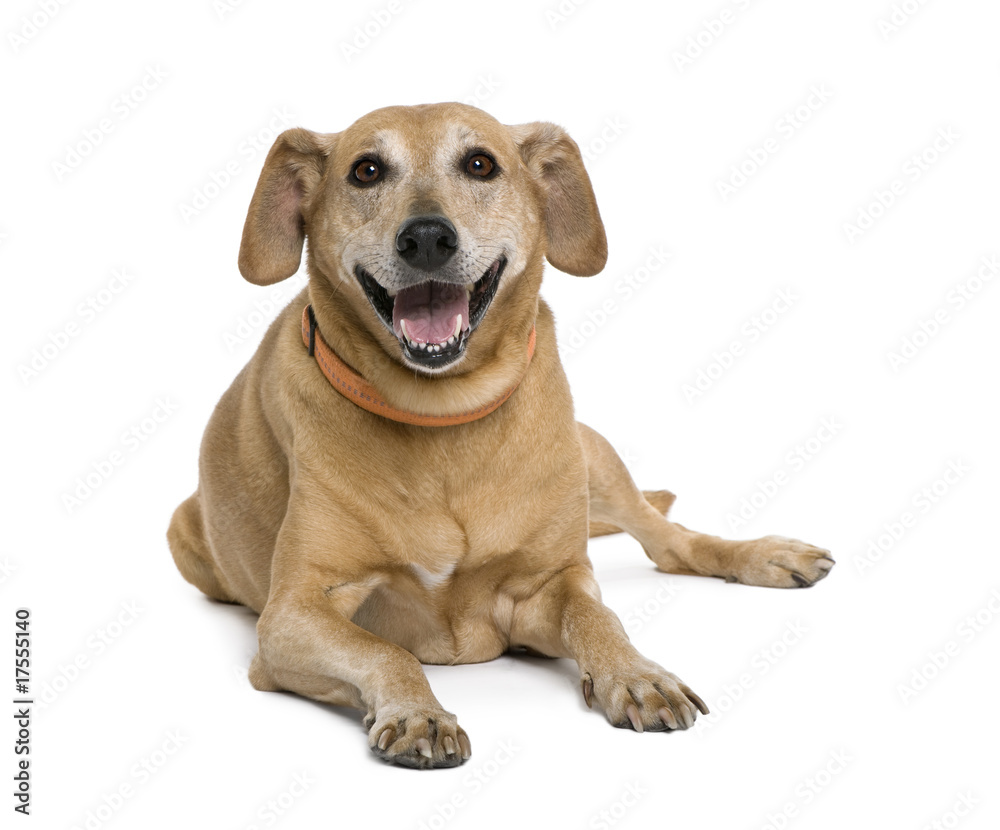 Bastard dog lying down in front of white background