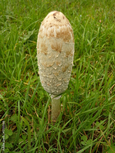 Fotografia Inky cap (Coprinopsis atramentaria)