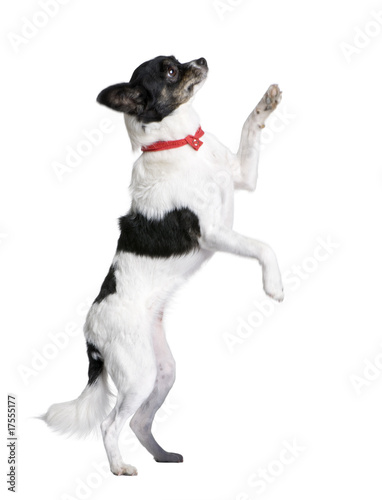 Fotografie Bastard dog walking on hind legs in front of white background