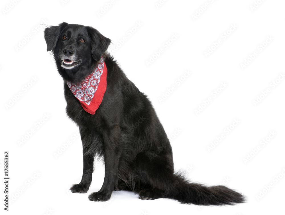 Bastard dog in red handkerchief, in front of white background Bastard dog in red handkerchief, in front of white background
