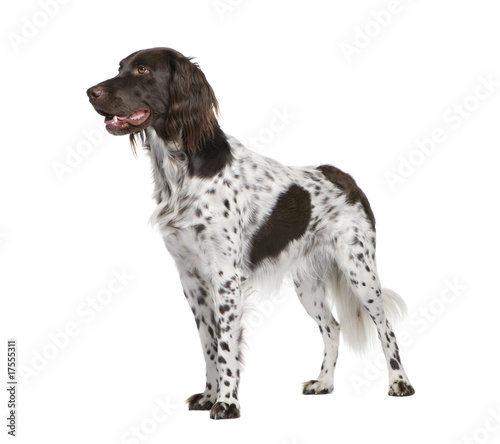 Small Munsterlander dog standing in front of white background