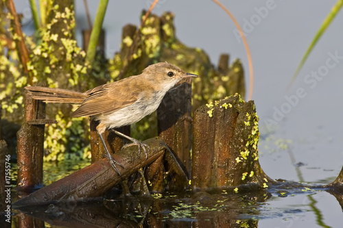 African Reed-Warbler photo