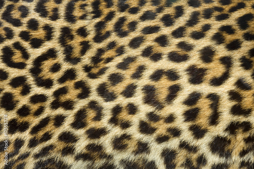 Obraz na płótnie leopard fur texture (real) w salonie