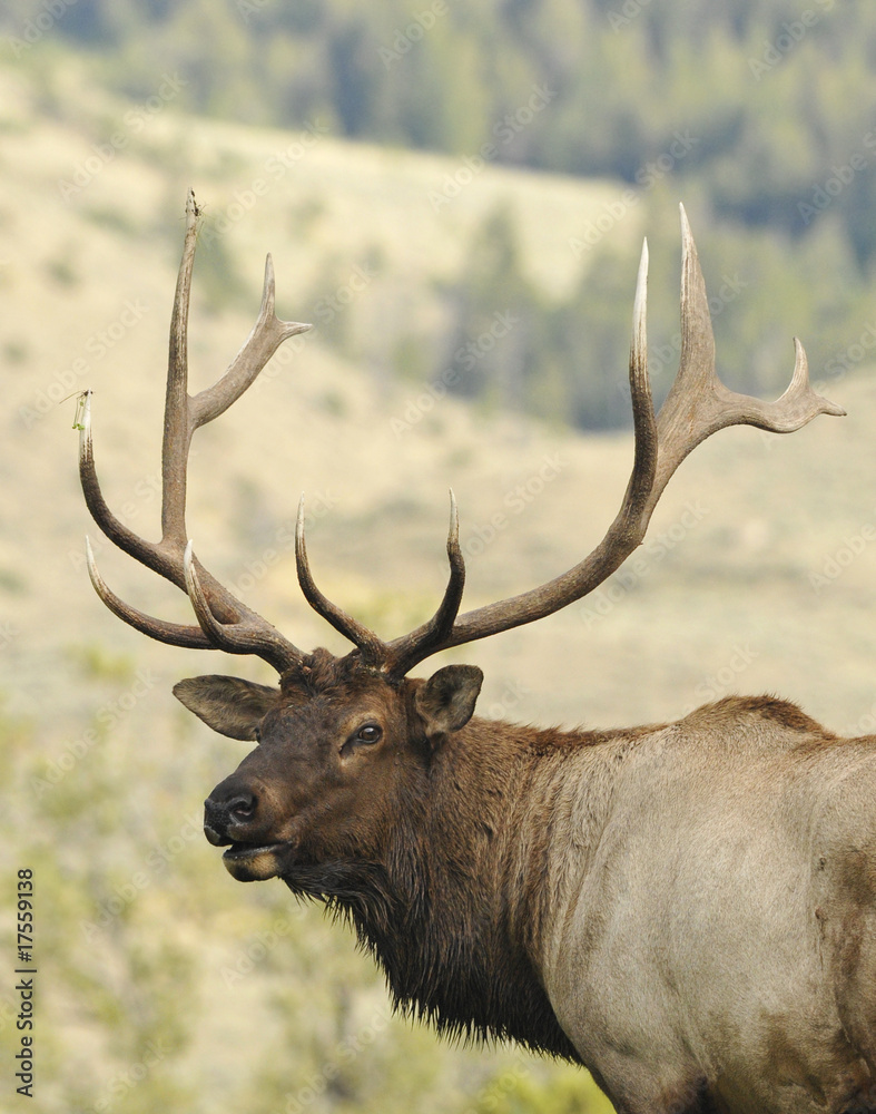 Elk Portrait Elk Portrait