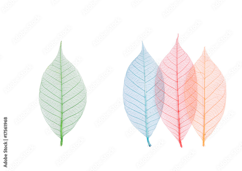 Real leaf with detail vein and various colors Real leaf with detail vein and various colors