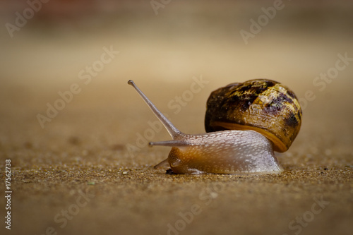 A snail crawling on concrete