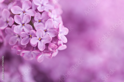 Background from fragrant lilac blossoms