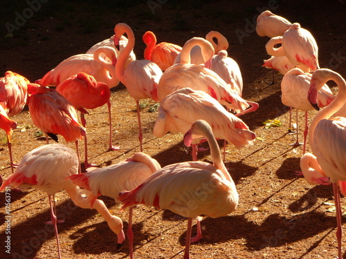 Flamingos