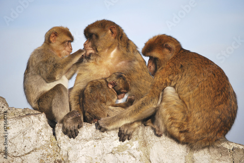 Monkeys family © Alfonsodetomas
