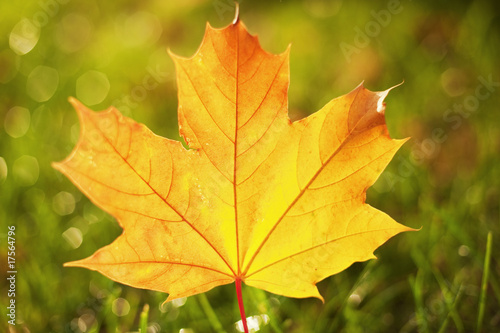 Close-up of autumn leaf ....