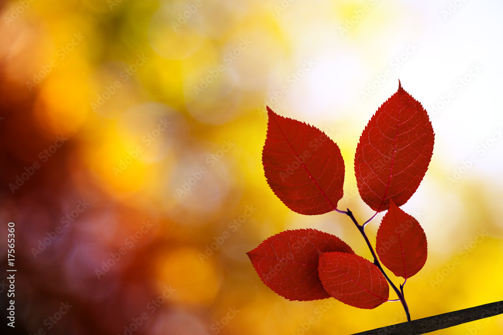 red autumn leaves in forest