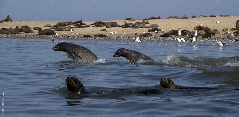 Fototapeta premium Kayaking around Pelican Point
