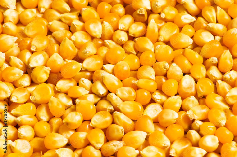 Bright corn kernels arranged as the background Bright corn kernels arranged as the background