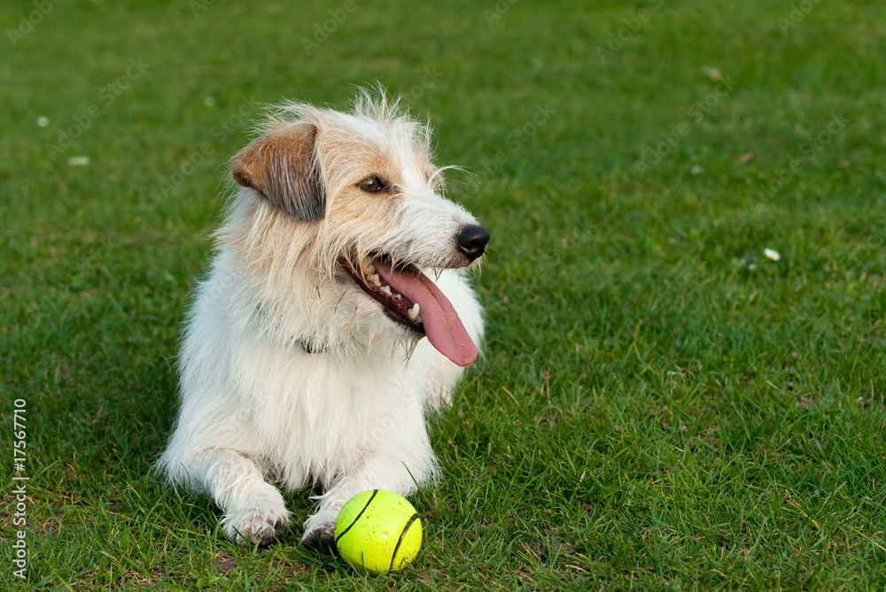 Jack Russell Terrier Jack Russell Terrier
