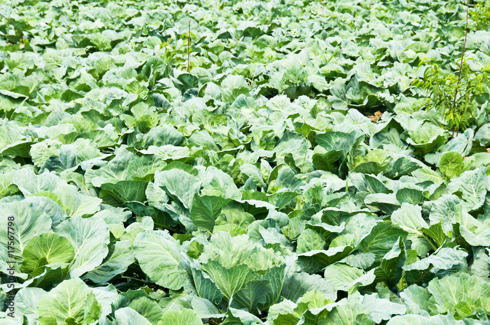 Many rows of green cabbage Many rows of green cabbage