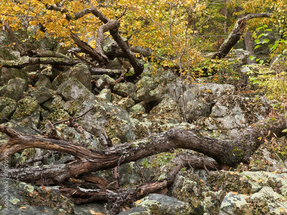 Fall Foliage Fall Foliage