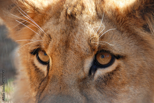 staring lion cub