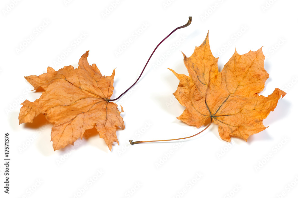 dead maple leaves dead maple leaves