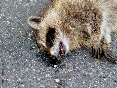 Roadkill Raccoon