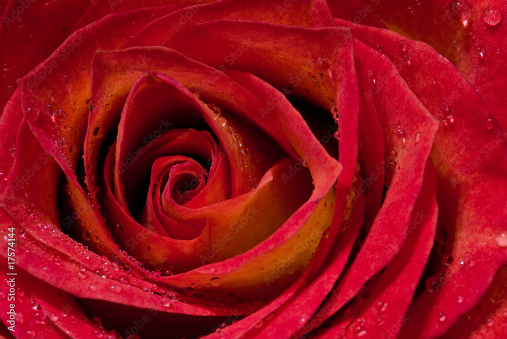 rose rose