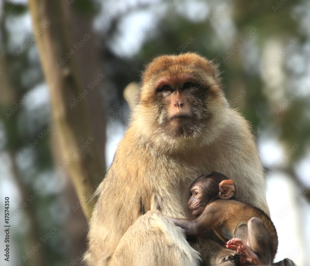 Fototapeta premium the first contact