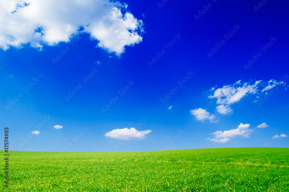 Obraz premium green field