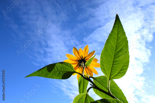 Fototapeta Naklejka Na Ścianę i Meble -  Flowers on heavenly sky