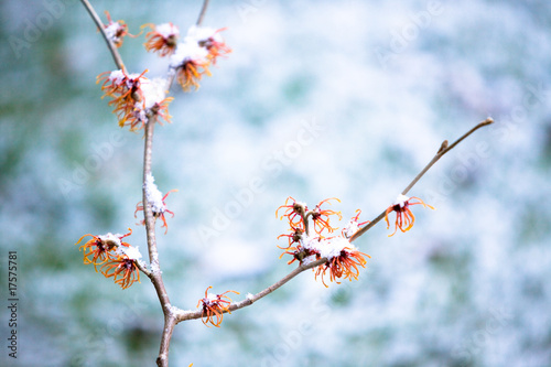 hamamelis branch