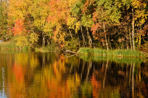 Fototapeta Naklejka Na Ścianę i Meble -  Autumn forest reflected on the water
