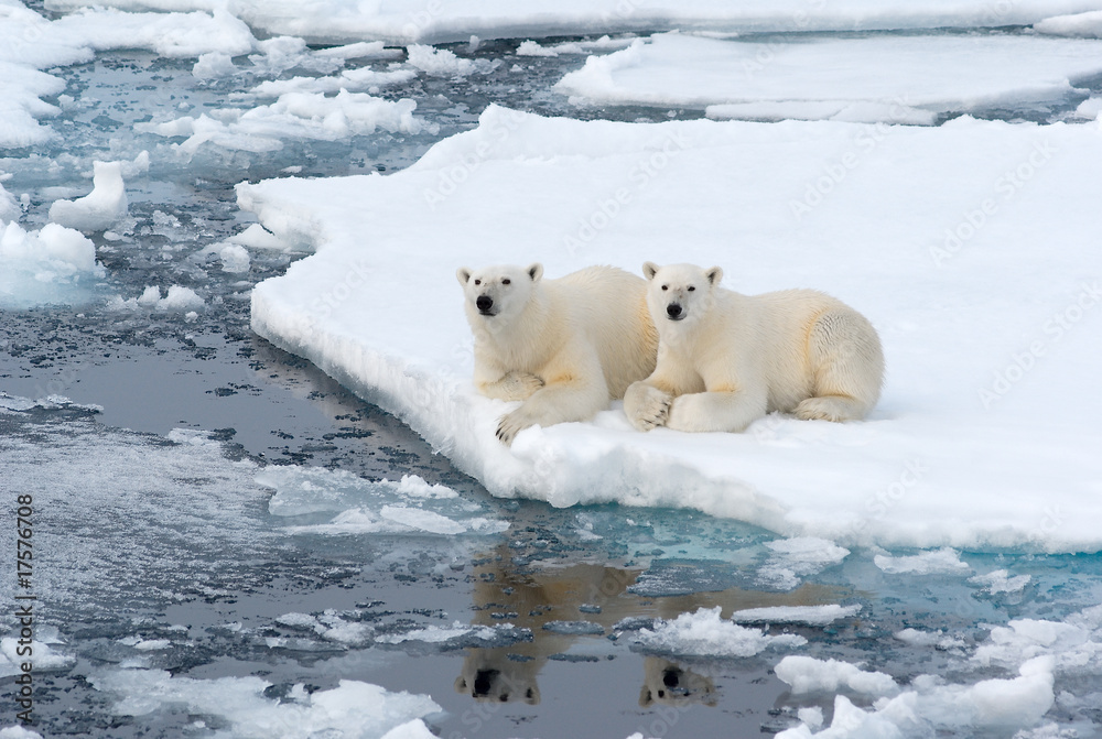 Fototapeta premium Polar Bears
