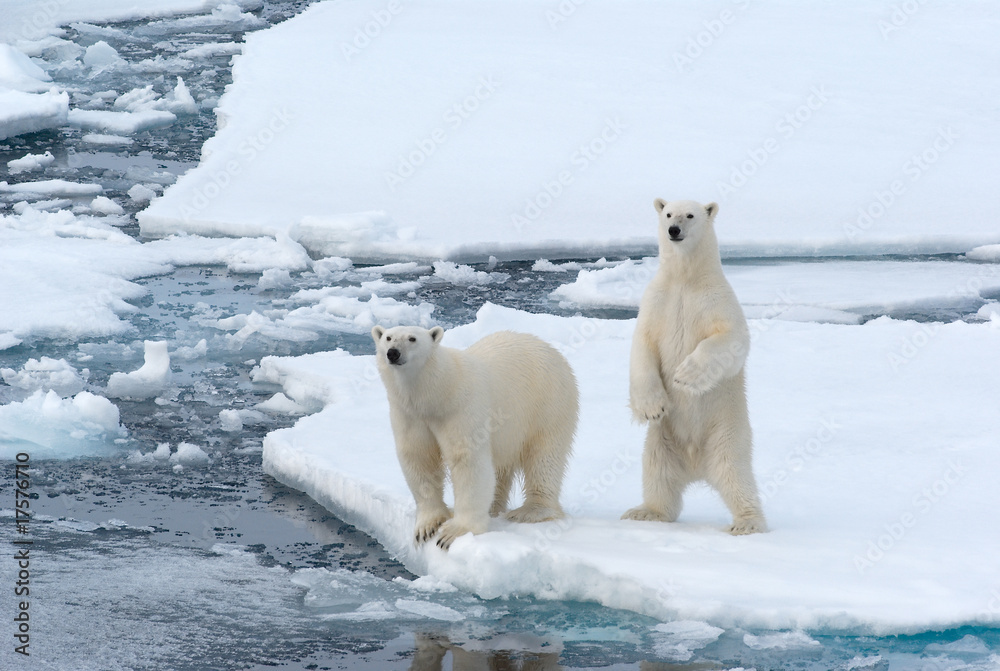 Naklejka premium Niedźwiedzie polarne