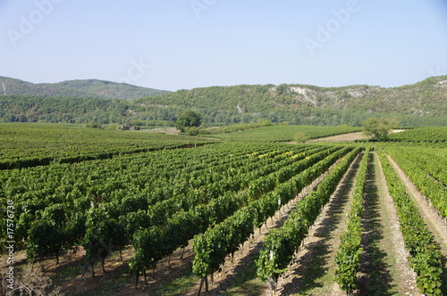 Obraz na płótnie vigne du quercy