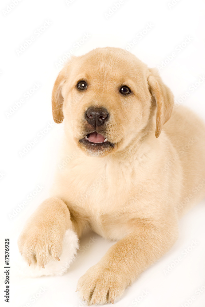 labrador puppy on white background labrador puppy on white background