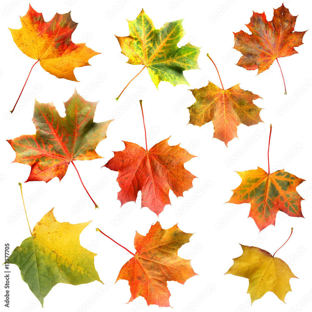 Maple leaves set