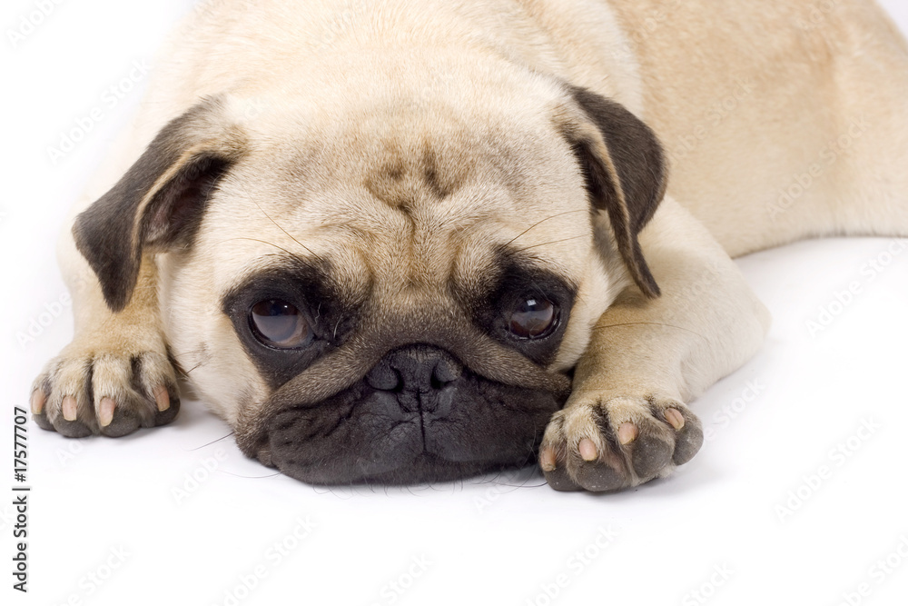 picture of a sleepy pug on a white background