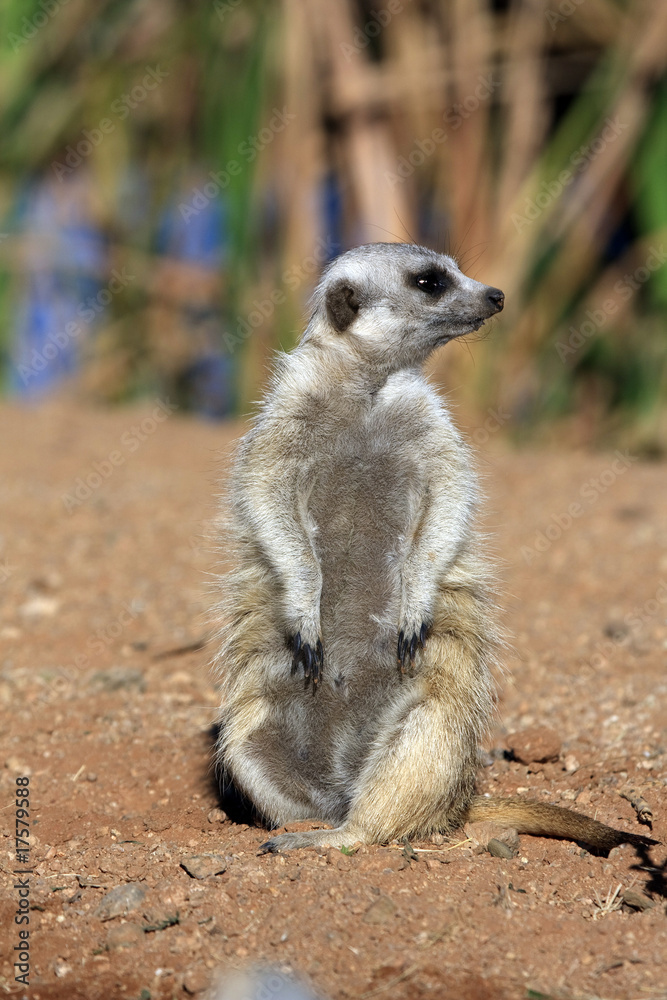Fototapeta premium Meerkats