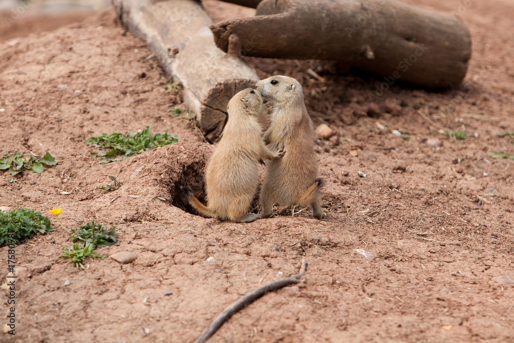 Fototapeta premium baby marmots touching nose