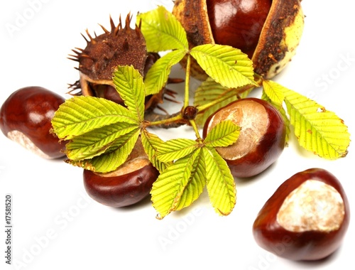 chestnut berries isolated on white