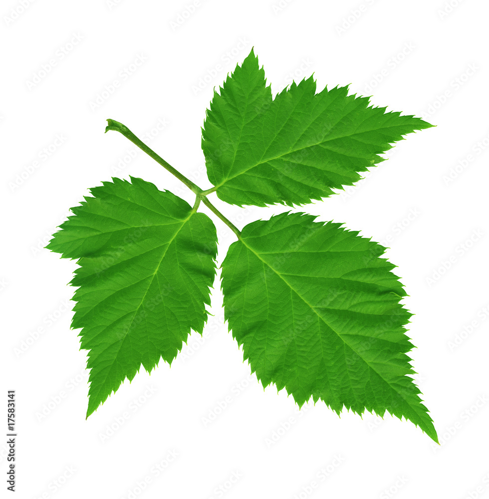 green summer leaf manually isolated on white green summer leaf manually isolated on white
