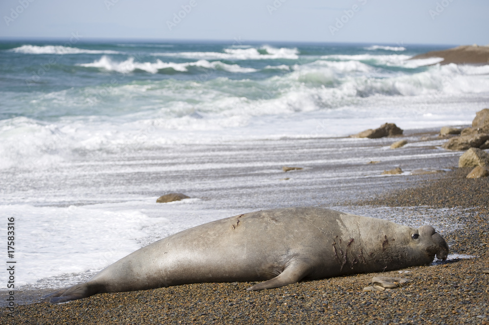 Fototapeta premium Big male elephant seal, Patagonia, Argentina.
