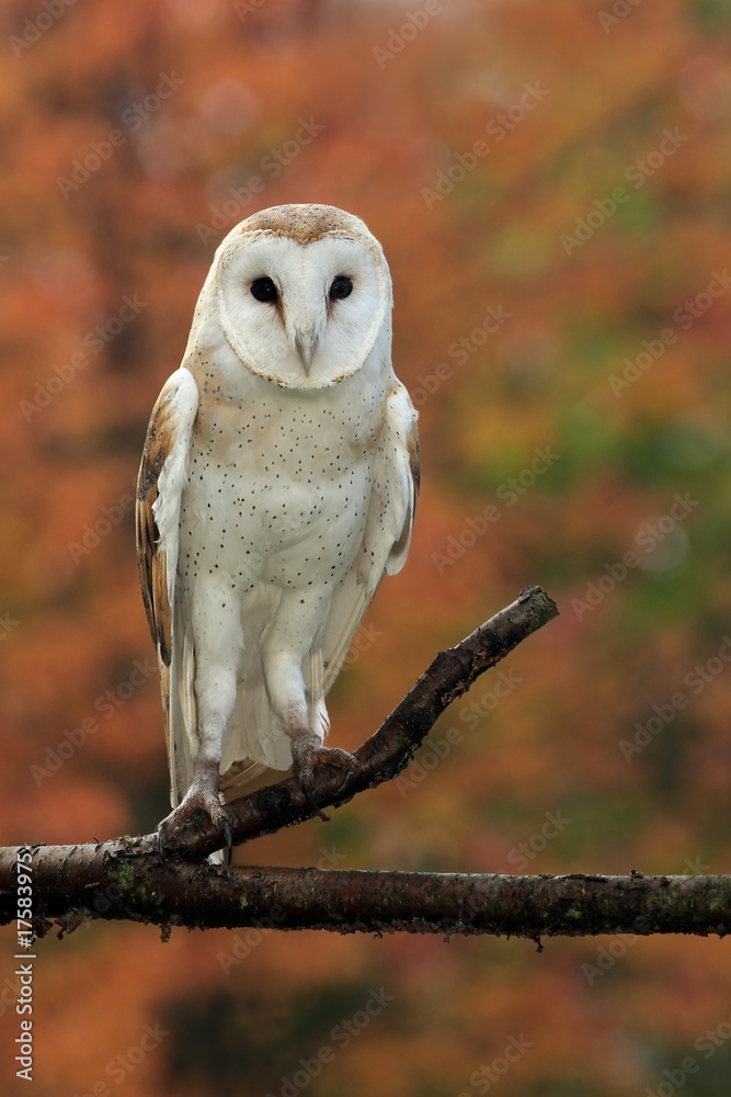 Obraz premium Barn Owl In Autumn