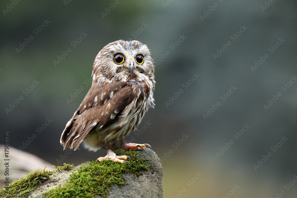 Northern Saw-Whet Owl foto de Stock | Adobe Stock