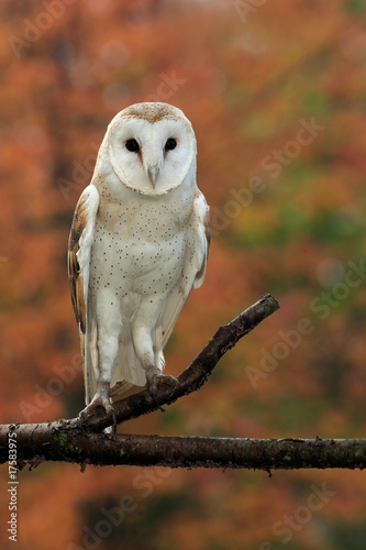 Barn Owl In Autumn