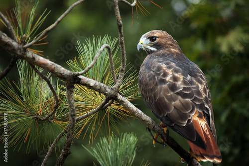 Red-Tailed Hawk