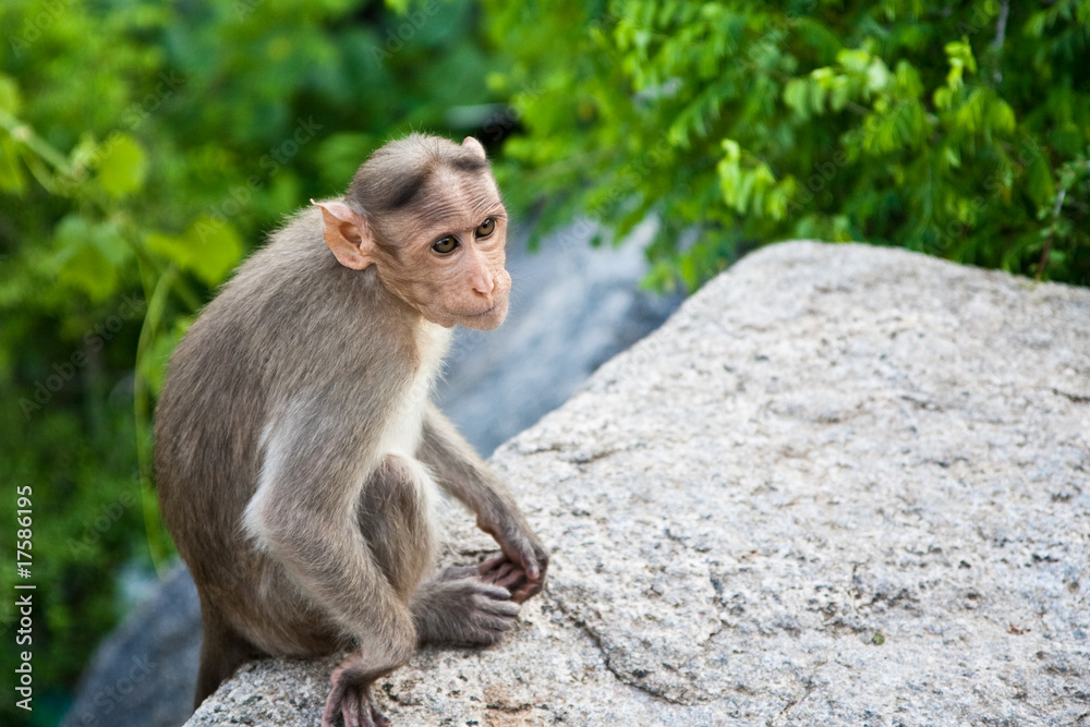Naklejka premium Bonnet Macaque on a Stone