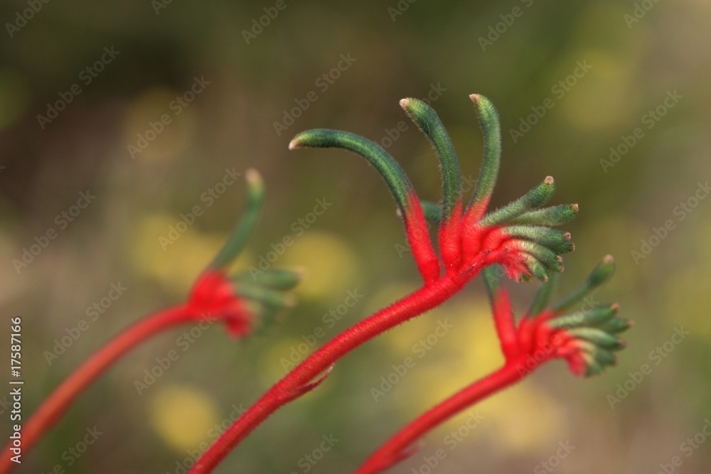 Kangaroo Paw - Native Australian Flower Kangaroo Paw - Native Australian Flower