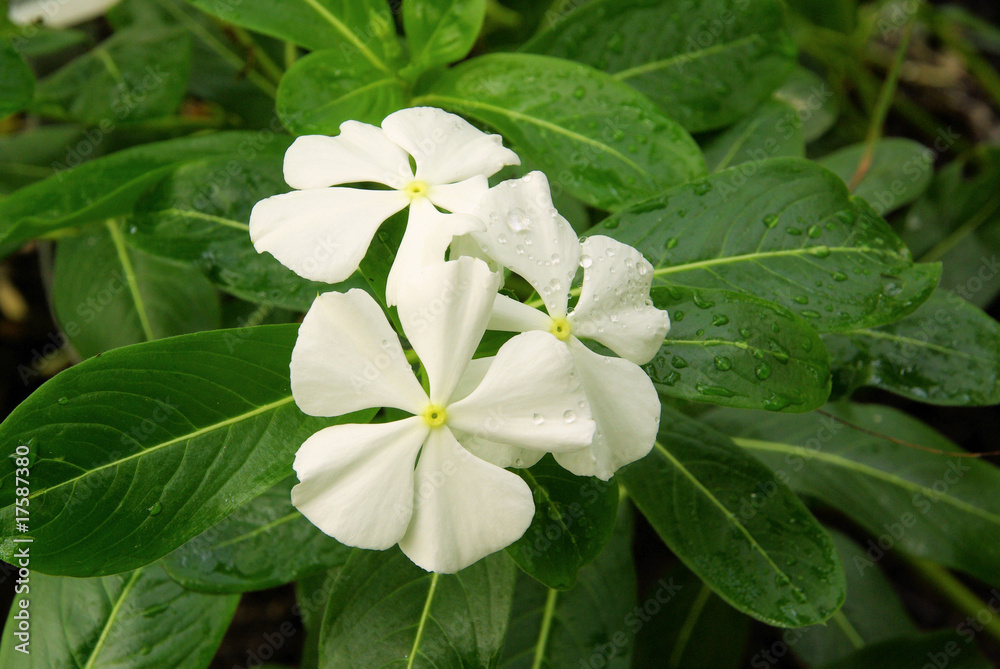 Catharanthus 03 Catharanthus 03